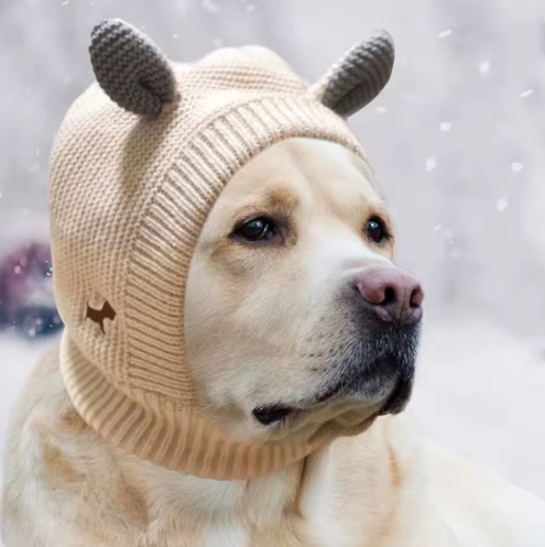 Cache oreille pour chiens