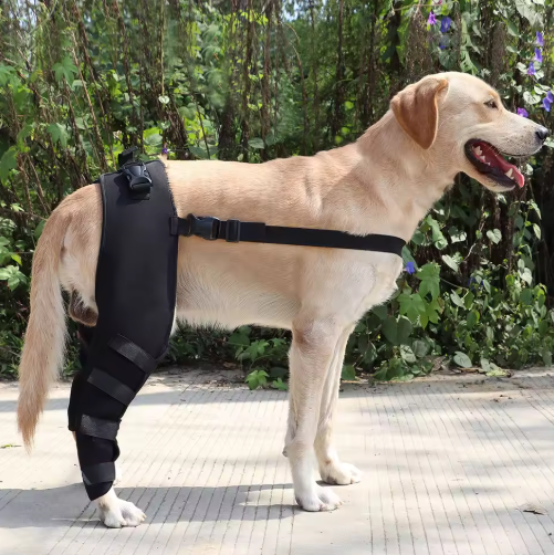 Attelle pour pattes arrières chien