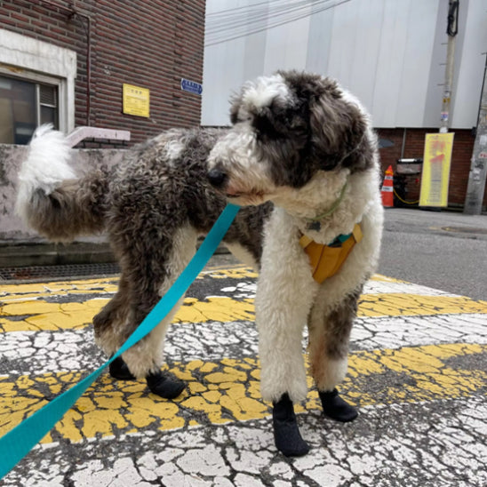 Chaussettes extérieures de qualité supérieure pour chien en élastomère