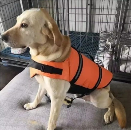 Gilet de sauvetage orange pour chiens