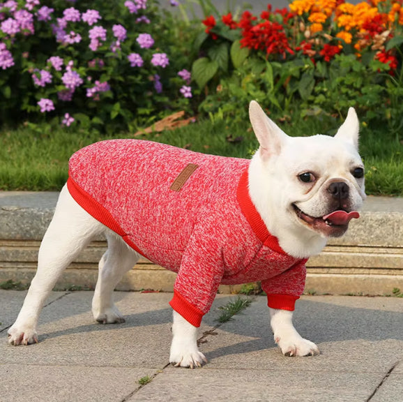 Pull (manteau) pour petit chien