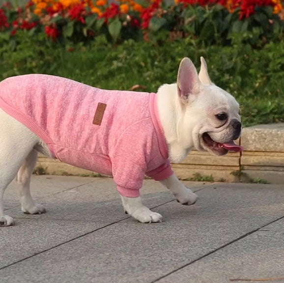 Pull (manteau) pour petit chien
