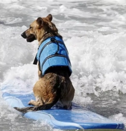 Gilet de sauvetage bleu avec motifs pour chiens